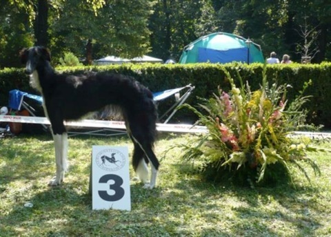 euro sighthound show 8. 8. 2009 148.jpg