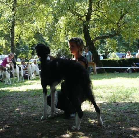 euro sighthound show 8. 8. 2009 029.jpg