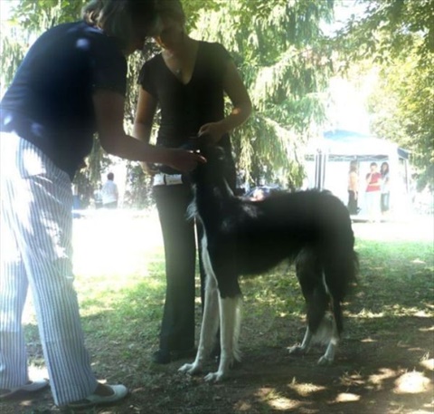 euro sighthound show 8. 8. 2009 032.jpg