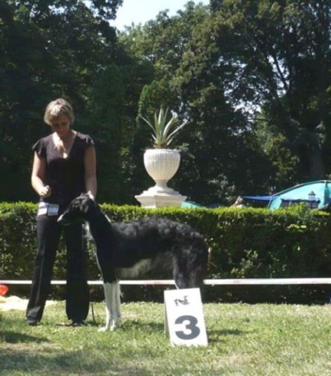 euro sighthound show 8. 8. 2009 079.jpg