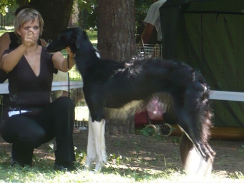 euro sighthound show 8. 8. 2009 072.jpg