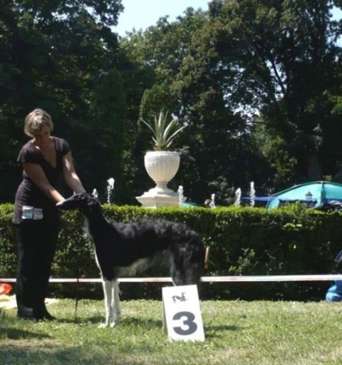 euro sighthound show 8. 8. 2009 085.jpg