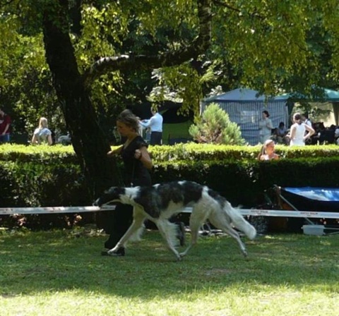 euro sighthound show 8. 8. 2009 090.jpg