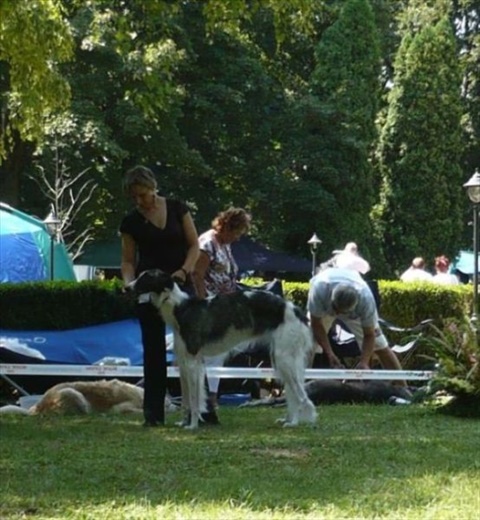 euro sighthound show 8. 8. 2009 125.jpg
