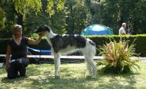 euro sighthound show 8. 8. 2009 157.jpg