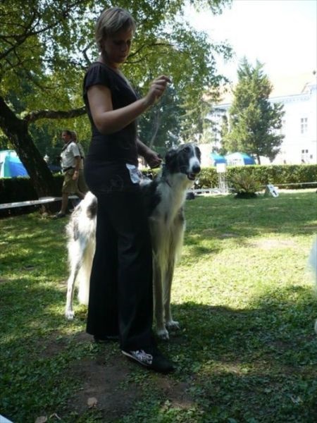 euro sighthound show 8. 8. 2009 094.jpg
